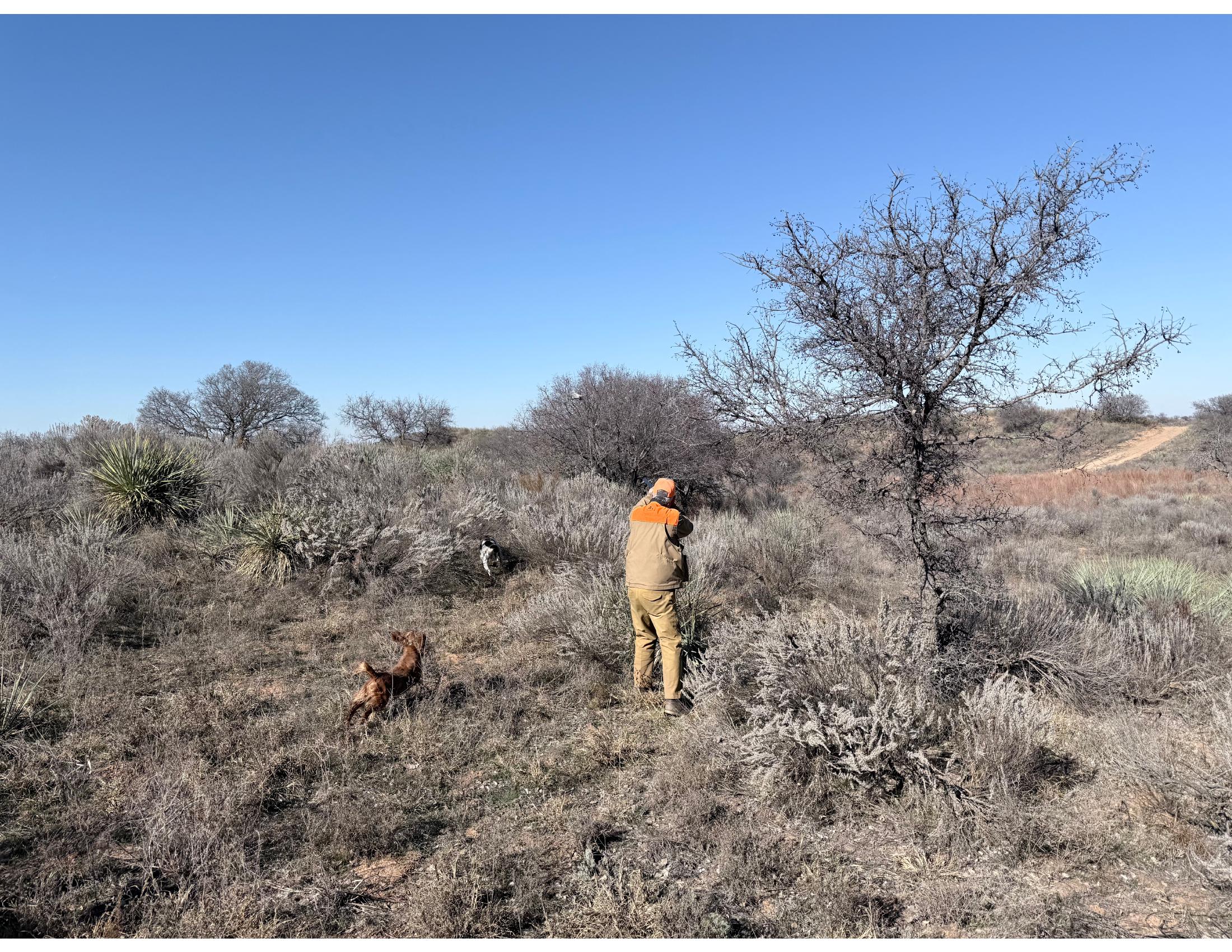 On the Hunt - Guided coveys behind seasoned bird dogs
